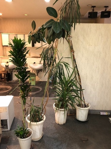 観葉植物