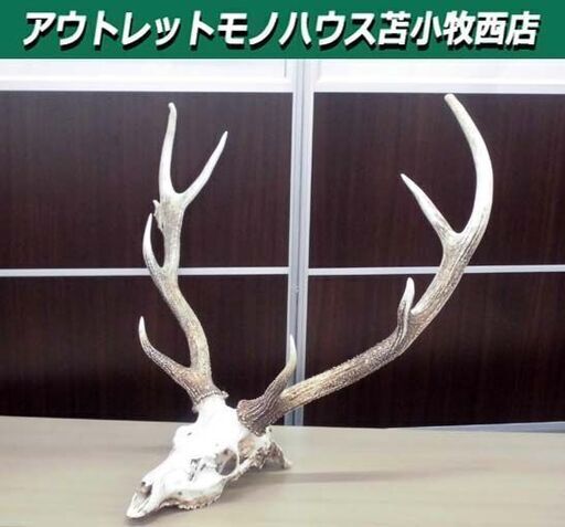 鹿の頭骨 オブジェ 鹿の角 幅約77×奥行47×高73㎝ 天然 壁掛け 店舗什器 苫小牧西店