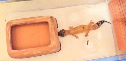 トカゲ かわいいレオパードゲッコウ Daayumint 恵比寿のその他の里親募集 ジモティー