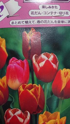 チューリップ 球根 三種セット 計10個 Jimojohn 横浜の家庭用品 ガーデニング の中古あげます 譲ります ジモティーで不用品の処分 チューリップ 球根 三種セット 計10個 Jimojohn 横浜の家庭用品 ガーデニング の中古あげます 譲ります ジモティーで不用品の処分