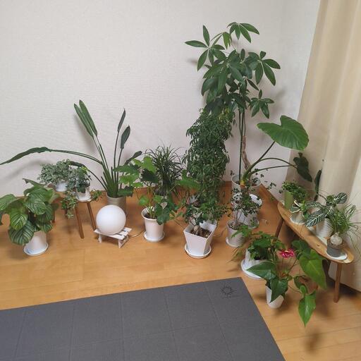 大切にしていた植物達！