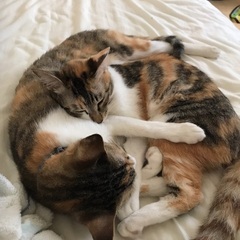 甘えん坊なメス2匹 - 猫