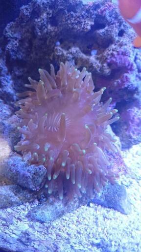 お取引相手決まりました おまとめ割引あり Ltアネモネ イソギンチャク 海水魚 アクアリウム クマノミベット Muku 北九州のその他の中古あげます 譲ります ジモティーで不用品の処分 お取引相手決まりました おまとめ割引あり Ltアネモネ イソギンチャク 海水魚 アクアリウム クマノミベット Muku 北九州のその他の中古あげます 譲ります ジモティーで不用品の処分