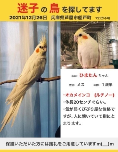 逃げたオカメインコを探してください ヨリモ 芦屋の手伝って 助けての助け合い ジモティー