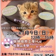 保護猫の譲渡会@兵庫県宝塚市山本