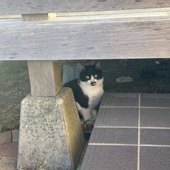 仔猫の里親さん、募集中です(休止中)