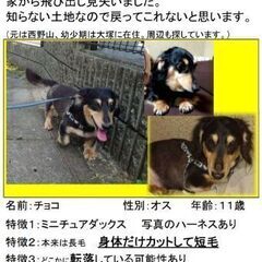 今日／迷子犬チラシのポスティングを手伝って下さい