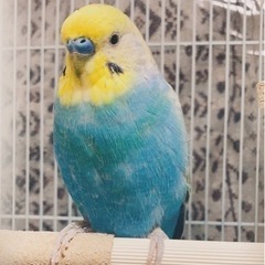 セキセイインコ ♂ 推定2歳