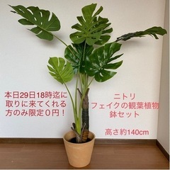 ニトリ フェイクの観葉植物 鉢セットで！ 本日限定取りに来てくれ...