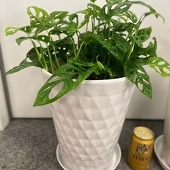 まだあります！観葉植物　マドカズラ　高級？鉢付きです！