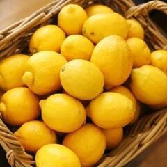 🍋無農薬～収穫仕立て美味しい新鮮レモンセット約３キロ前後
