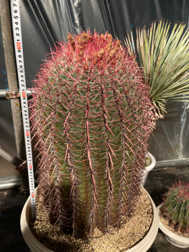 フェロカクタス、サボテン、特大サボテン