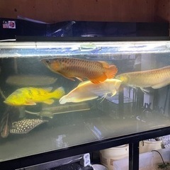 アロワナ　熱帯魚