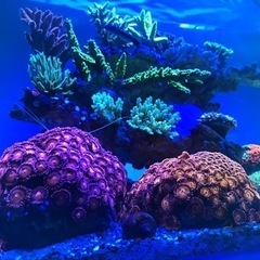 海水魚・サンゴ: ヤドカリ5匹(無料)