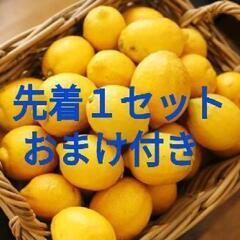 ②無農薬🍋収穫仕立て美味しい新鮮レモンセット約３キロ前後
