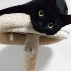 幸せを呼ぶ黒猫　うららちゃん　里親様　決定しました。