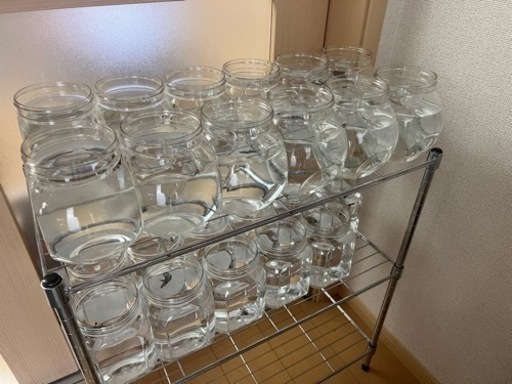 熱帯魚 ベタ ブラックサムライ ローズテール プラカット ハーフムーン Tマクレガー 矢野のその他の中古あげます 譲ります ジモティーで不用品の処分