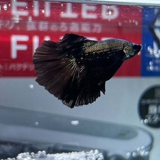 熱帯魚 ベタ ブラックサムライ ローズテール プラカット ハーフムーン Tマクレガー 矢野のその他の中古あげます 譲ります ジモティーで不用品の処分