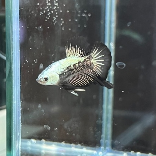 熱帯魚 ベタ ブラックサムライ ローズテール プラカット ハーフムーン Tマクレガー 矢野のその他の中古あげます 譲ります ジモティーで不用品の処分