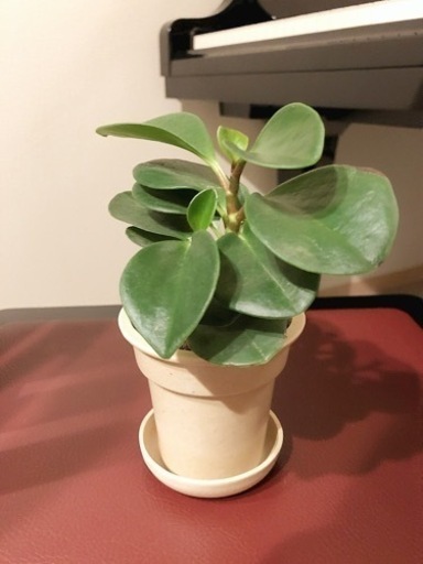 観葉植物ペペロミア ジェイドナチュラルカラーの2号の鉢と受け皿付き Shun植物と暮らす 西早稲田の家庭用品 ガーデニング の中古あげます 譲ります ジモティーで不用品の処分