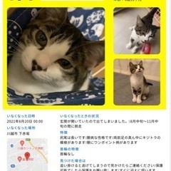 猫を探しております