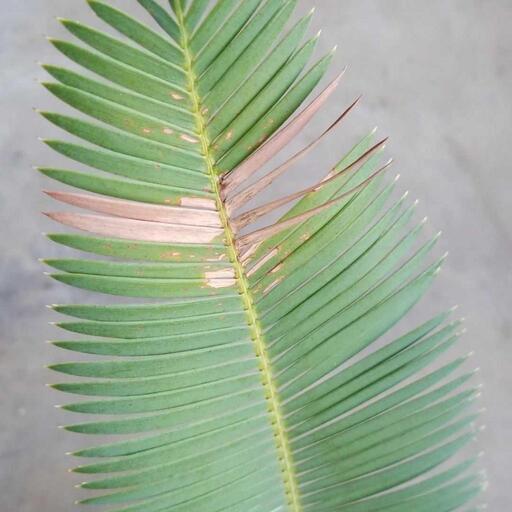 絶滅危惧種 ディオーン・エデュレ ブルー