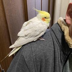 迷子のオカメインコを保護しています。