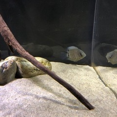 熱帯魚 セベラム シクリッド 2匹