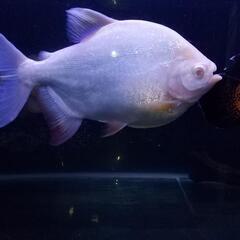 熱帯魚アルピノコロソマ