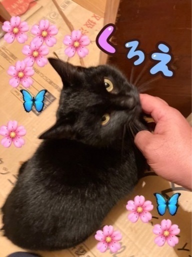 更新 幸福のカギしっぽ 黒猫保護猫のクロエちゃんです はちわれ 十王の猫の里親募集 ジモティー