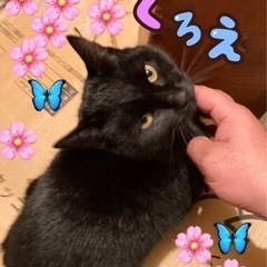 【更新】幸福のカギしっぽ！　黒猫　保護猫のクロエちゃんです！