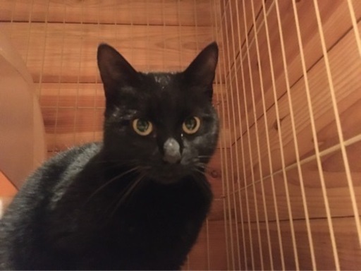 更新 幸福のカギしっぽ 黒猫保護猫のクロエちゃんです はちわれ 十王の猫の里親募集 ジモティー