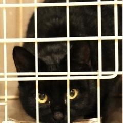 更新 幸福のカギしっぽ 黒猫保護猫のクロエちゃんです はちわれ 十王の猫の里親募集 ジモティー