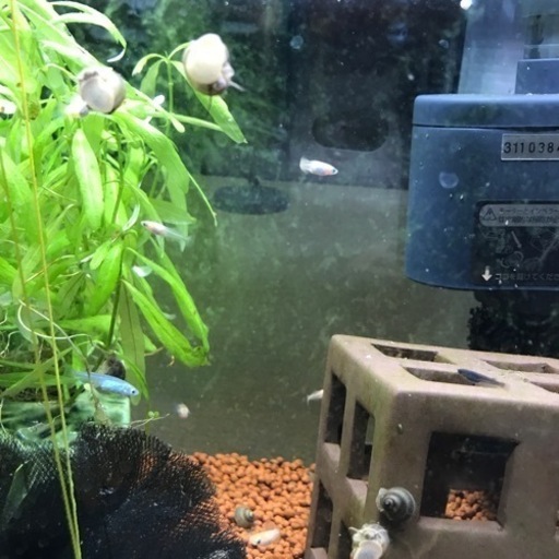 0円です タニシ 水槽のお掃除屋さん おかき 船橋のその他の中古あげます 譲ります ジモティーで不用品の処分
