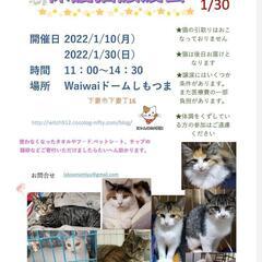 保護猫譲渡会:waiwaiドームしもつま1/10と1/30