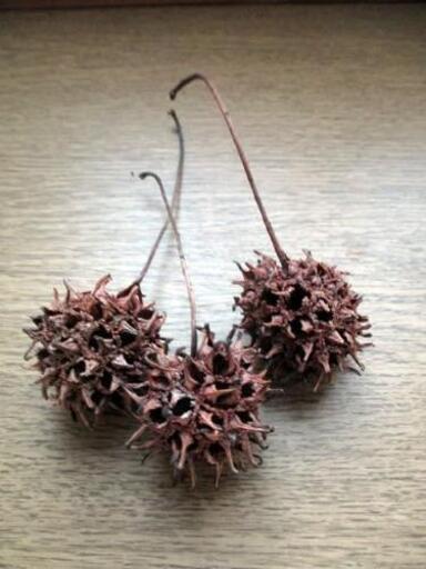 ふうの実 稚エビや稚魚の隠れ家 魑魅魍魎 トト 武蔵五日市のその他の中古あげます 譲ります ジモティーで不用品の処分