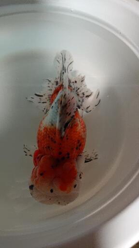 新春特価 金魚 特大東錦
