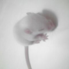 白ハツカネズミの赤ちゃん