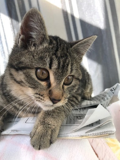 キジトラ雌しっぽ短い4ヶ月病気なしワクチン一度済 くまこ 前橋の猫の里親募集 ジモティー