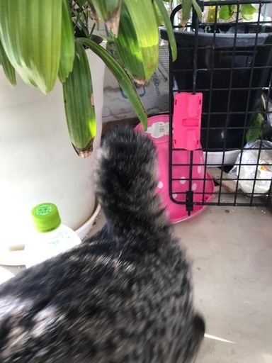 キジトラ雌しっぽ短い4ヶ月病気なしワクチン一度済 くまこ 前橋の猫の里親募集 ジモティー