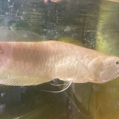 アルビノシルバーアロワナショート
