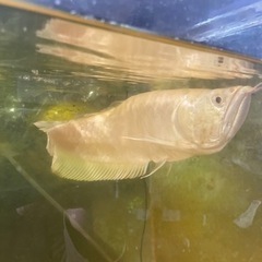 アルビノシルバーアロワナショート