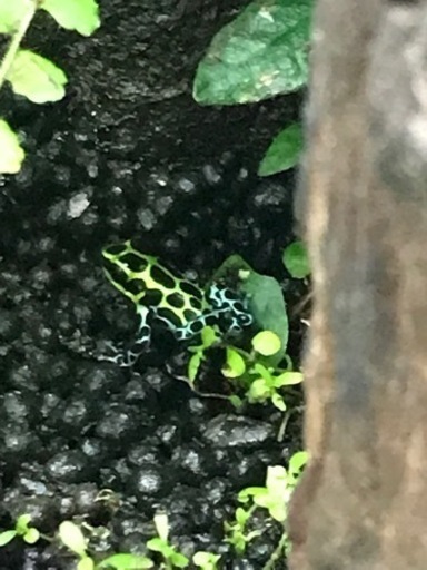 バリアビリスヤドクガエル　サザン