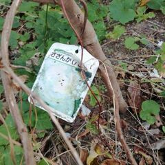 山茶花の中古が安い 激安で譲ります 無料であげます ジモティー