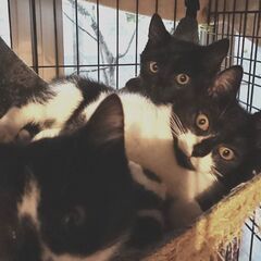 ３ヶ月　黒猫＆白黒　仲良し２兄弟で − 神奈川県
