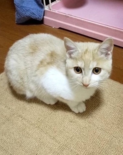 カスタードクリーム色のまりちゃん 5ヶ月 マルチンmbru 青砥の猫の里親募集 ジモティー