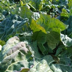 物々交換　野菜　(大根　キャベツ)　