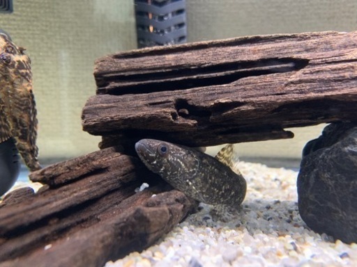 ブラックタライロン 10cm± リオ カピン産　ダトニオ