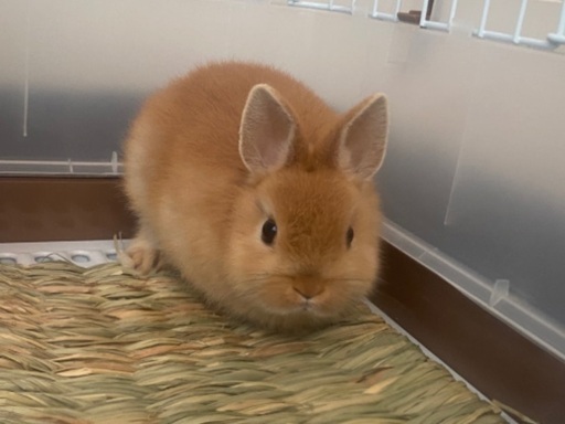 急募 うさぎ ネザーランドドワーフ 2ヶ月 推定オス そして神戸 さくら夙川のその他の里親募集 ジモティー