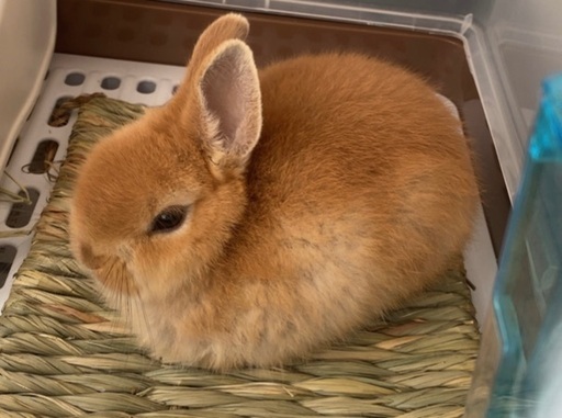 急募 うさぎ ネザーランドドワーフ 2ヶ月 推定オス そして神戸 さくら夙川のその他の里親募集 ジモティー